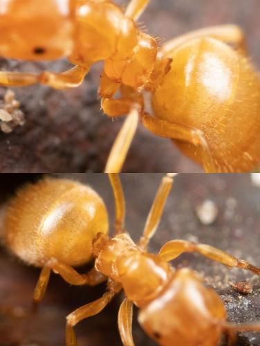Réf. 273 973 : Lasius sp.