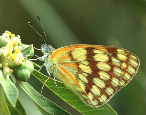 Réf. 273 849 : Colotis vesta