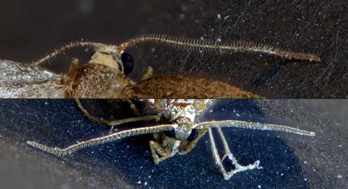 Operophtera brumata