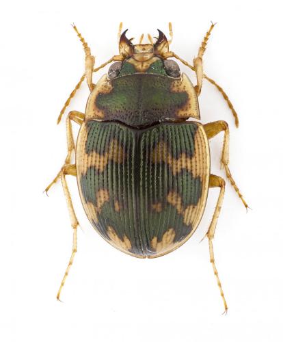 Omophron americanum