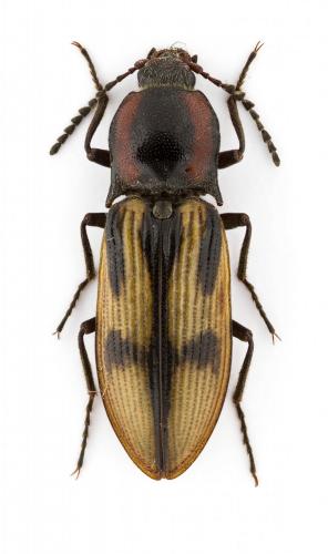 Selatosomus pulcher