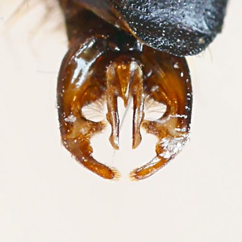 Réf. 273 401 : Bombus norvegicus