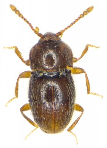 Cephennium fairmairei