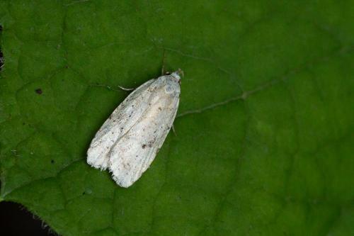 Réf. 273 203 : Agonopterix sp.