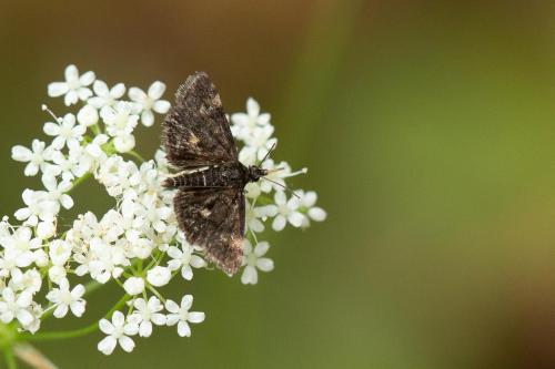 Heliothela wulfeniana