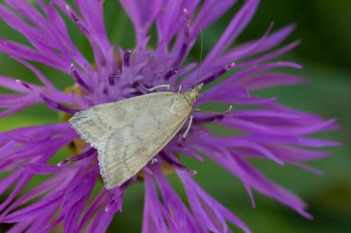 Réf. 273 132 : Udea nebulalis