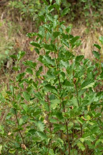 Réf. 273 573 : Proutia betulina