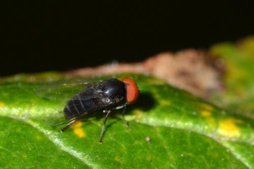 Réf. 273 368 : Lindneromyia sp.