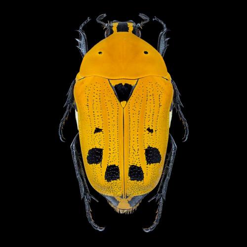 Euchroea auripigmenta