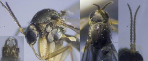Exechia fusca