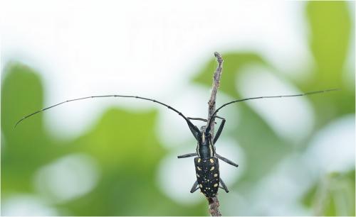 Macrochenus sp.