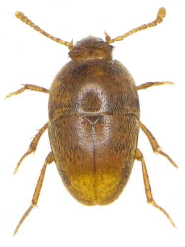 Réf. 273 116 : Bathysciola sp.