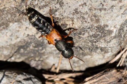 Réf. 273 133 : Platydracus sp.
