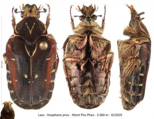 Taeniodera sericea