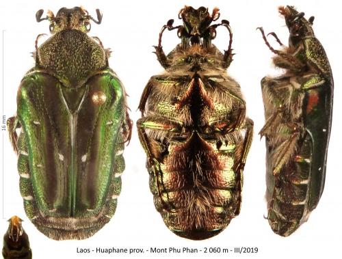 Taeniodera sericea