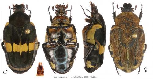 Taeniodera huaphana