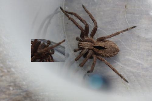 Réf. 273 821 : Thanatus formicinus