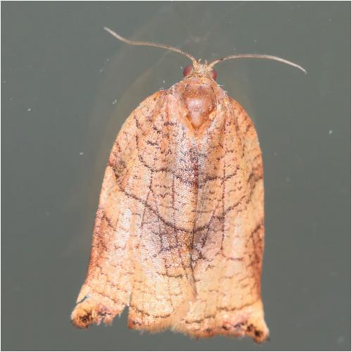 Réf. 273 407 : Archips podana