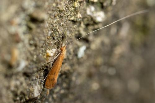 Adicella reducta
