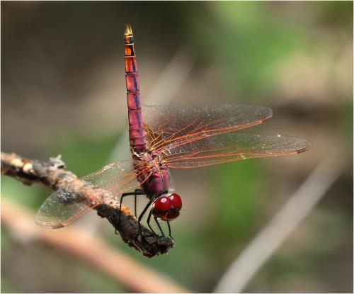 Réf. 273 704 : Trithemis annulata