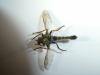 273226 – Photo : Andre Astric – France (68)