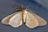 273306 – Photo : Eugène Vandebeulque – France (45)
