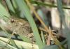 273868 – Photo : Christian Berquer – France (04)