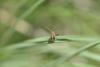 273703 – Photo : Pakito – France (33)