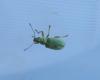 273829 – Photo : Lucas Benaiche – France (83)