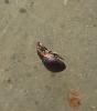 Pseudaplemonus sp.