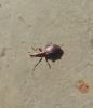 Pseudaplemonus sp.