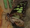 273459 – Photo : Laetitia Berquer – Madagascar