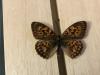 273771 – Photo : Limenitis78 – France (05)