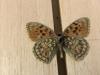 273772 – Photo : Limenitis78 – France (05)