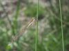 273324 – Photo : Lionel Casset – France (77)