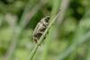 273980 – Photo : Denis Bucaille – France (60)