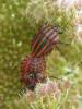 273680 – Photo : Bobabar – France (85)
