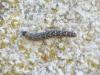 273142 – Photo : Florian ALONSO – France (69)
