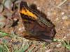 273315 – Photo : Alain Gérard – Costa Rica