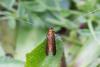 273723 – Photo : Johan Verstraeten – Belgique