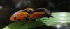 273939 – Photo : Gaston Thiel – Madagascar