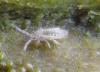 273343 – Photo : Guénael Hallart – France (02)