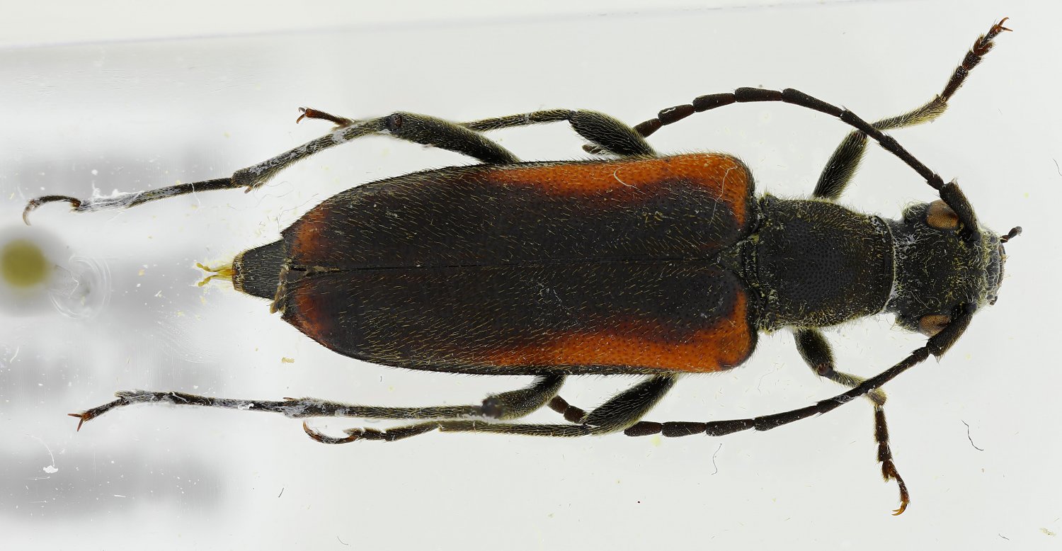 Nicolas Paris - Anastrangalia dubia - réf. 273059 (1500 x 778 pixels, 179 ko)