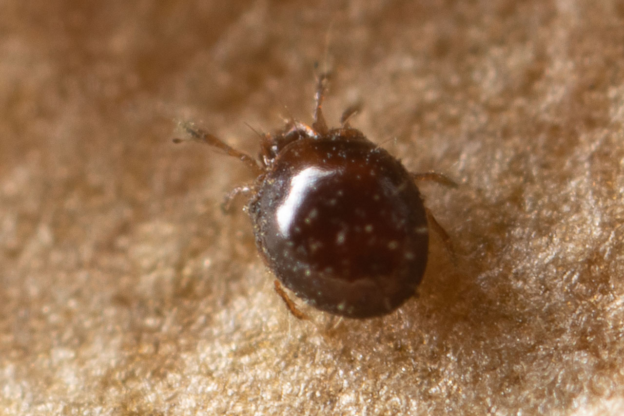 Jessica Joachim - Trichoribates trimaculatus - réf. 273783 (1280 x 854 pixels, 194 ko)