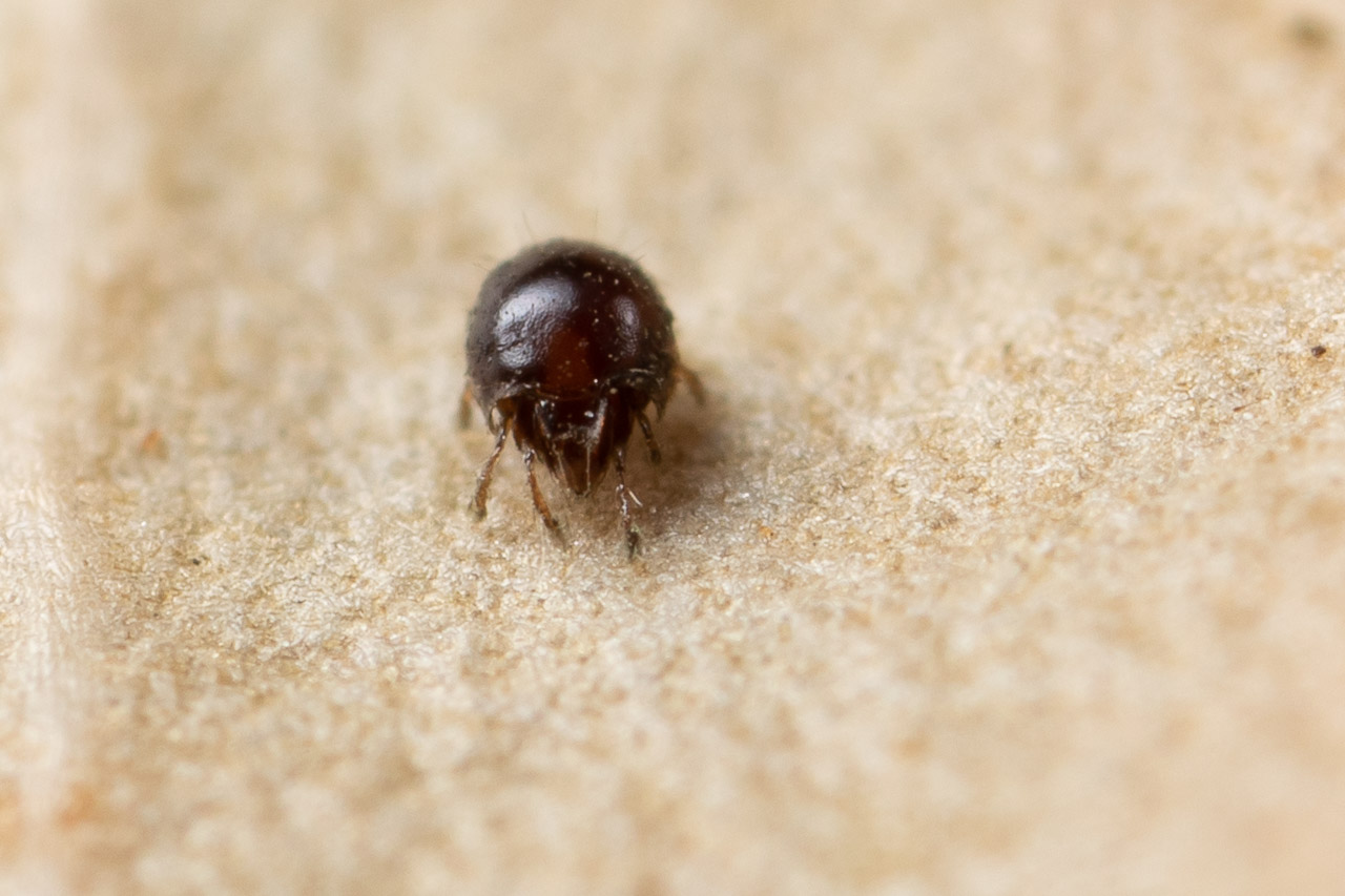 Jessica Joachim - Trichoribates trimaculatus - réf. 273781 (1280 x 853 pixels, 195 ko)