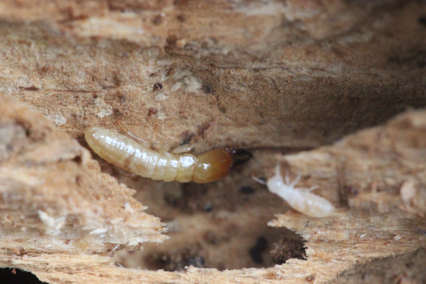Simon Thevenin - Kalotermes flavicollis - réf. 273436 (1400 x 933 pixels, 204 ko)