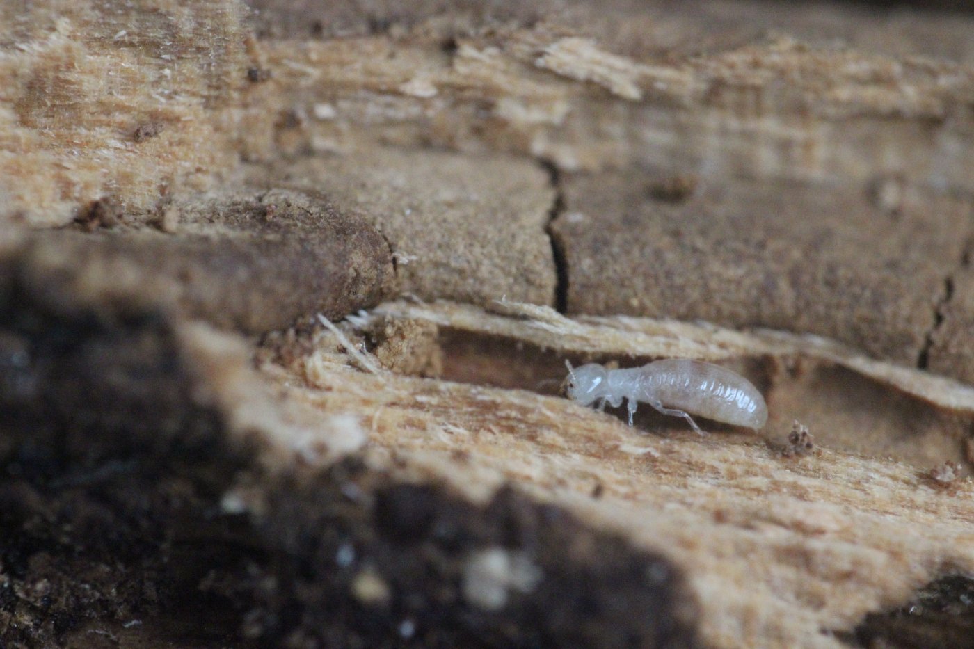 Simon Thevenin - Kalotermes flavicollis - réf. 273435 (1400 x 933 pixels, 193 ko)