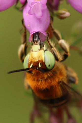 Réf. 274 333 : Anthophora bimaculata