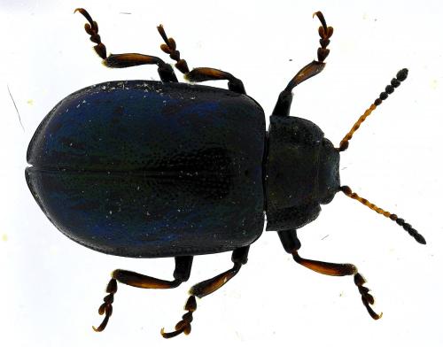 Réf. 274 448 : Chrysomela lapponica