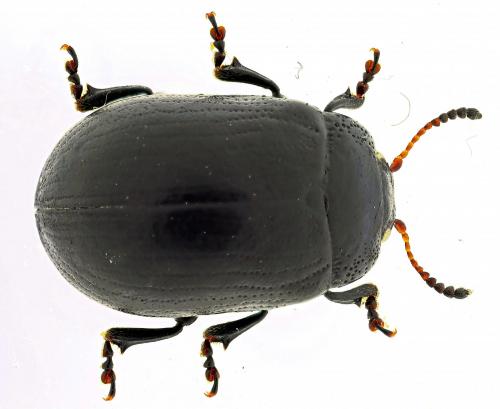 Gonioctena linnaeana